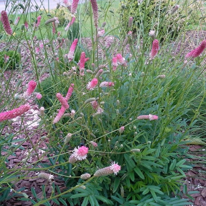 Sanguisorba\u0020officinalis\u0020\u0027Pink\u0020Tanna\u0027\u0020\u002D\u0020Wiesenknopf Sanguisorba\u0020officinalis\u0020\u0027Pink\u0020Tanna\u0027\u0020\u002D\u0020Wiesenknopf