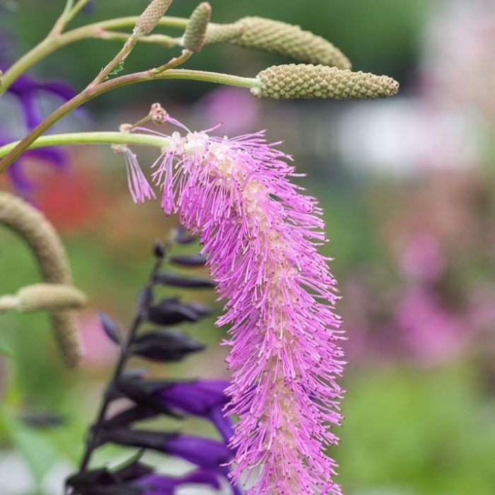 Sanguisorba 'Pink Brushes' - Wiesenknopf Sanguisorba 'Pink Brushes' - Wiesenknopf