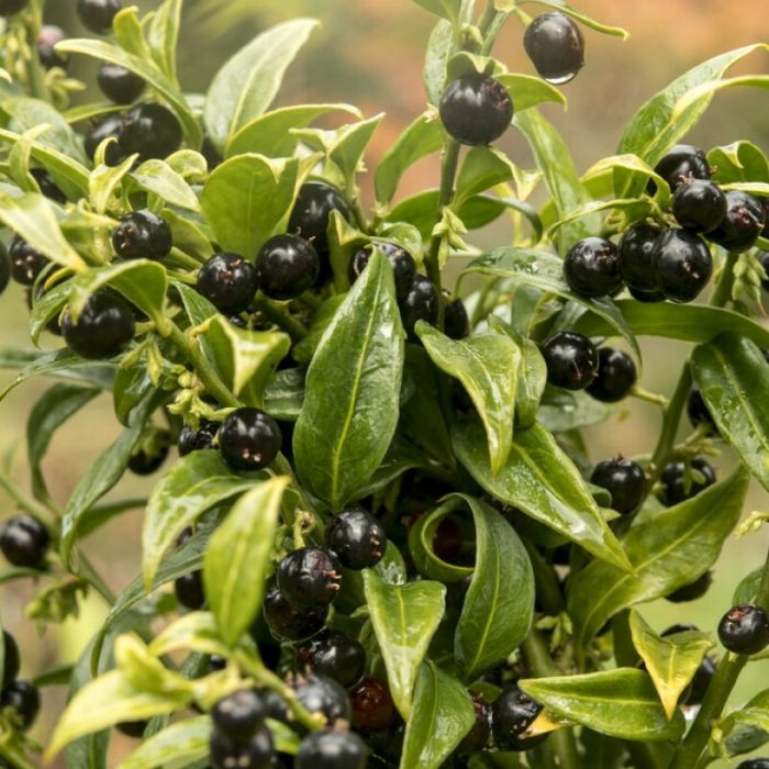 Sarcococca\u0020confusa\u0020\u002D\u0020Fleischbeere\u0020 Sarcococca\u0020confusa\u0020\u002D\u0020Fleischbeere\u0020
