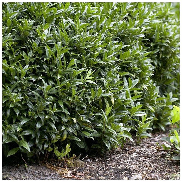 Sarcococca\u0020hookeriana\u0020humilis\u0020\u002D\u0020Fleischbeere\u0020 Sarcococca\u0020hookeriana\u0020humilis\u0020\u002D\u0020Fleischbeere\u0020