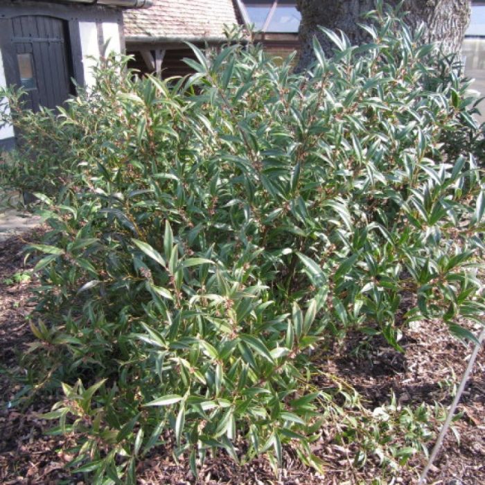 Sarcococca\u0020hookeriana\u0020\u0027Purple\u0020Stem\u0027\u0020\u002D\u0020Fleischbeere Sarcococca\u0020hookeriana\u0020\u0027Purple\u0020Stem\u0027\u0020\u002D\u0020Fleischbeere