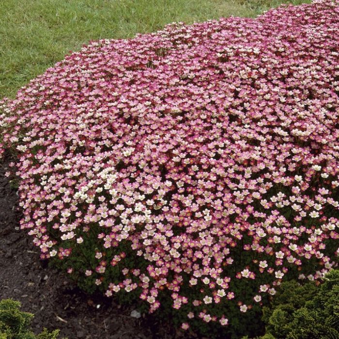Saxifraga\u0020arendsii\u0020\u2018Peter\u0020Pan\u2019\u0020\u002D\u0020\u0020Steinbrech Saxifraga\u0020arendsii\u0020\u2018Peter\u0020Pan\u2019\u0020\u002D\u0020\u0020Steinbrech