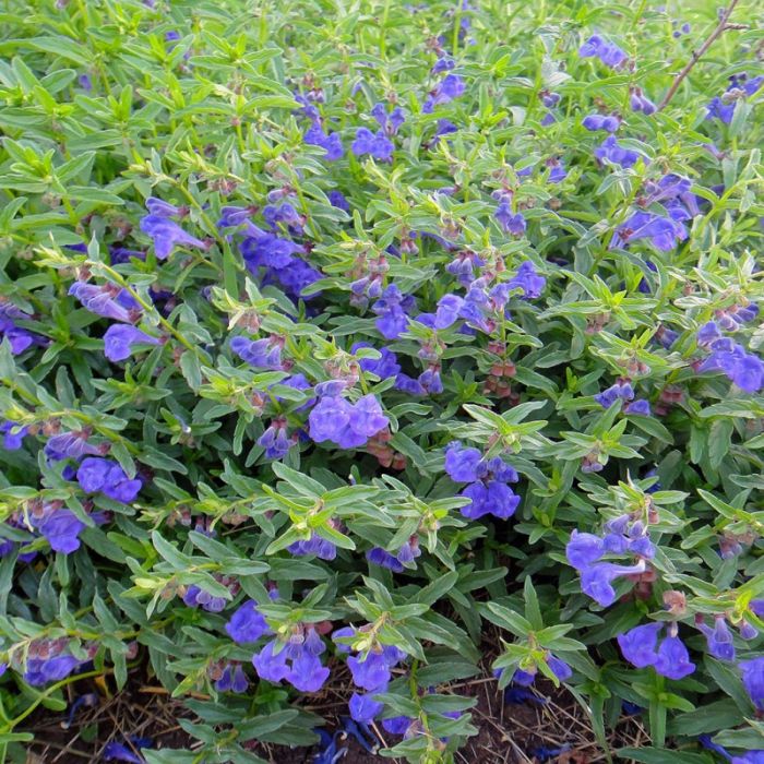 Scutellaria\u0020scordiifolia\u0020\u002D\u0020Helmkraut Scutellaria\u0020scordiifolia\u0020\u002D\u0020Helmkraut