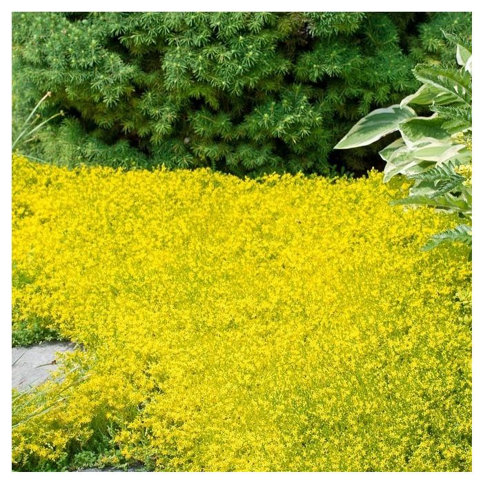 Sedum acre 'Aureum' - Mauerpfeffer Sedum acre 'Aureum' - Mauerpfeffer