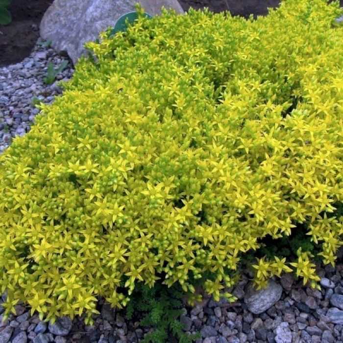 Sedum acre 'Elegans' - Mauerpfeffer