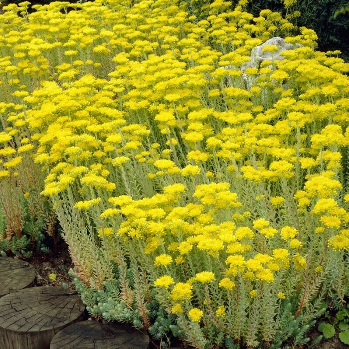 Sedum\u0020reflexum\u0020\u002D\u0020Felsen\u002DFetthenne Sedum\u0020reflexum\u0020\u002D\u0020Felsen\u002DFetthenne
