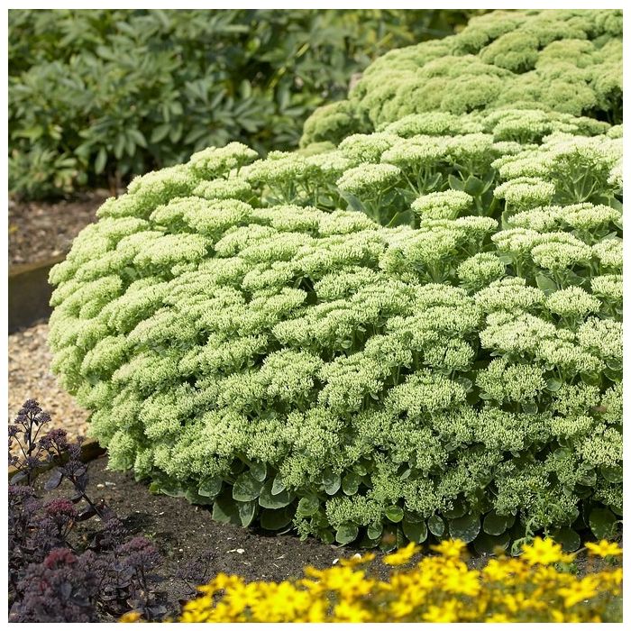 Sedum\u0020spectabile\u0020\u0027Stardust\u0027\u0020\u002D\u0020Pr\u00E4chtige\u0020Fetthenne Sedum\u0020spectabile\u0020\u0027Stardust\u0027\u0020\u002D\u0020Pr\u00E4chtige\u0020Fetthenne