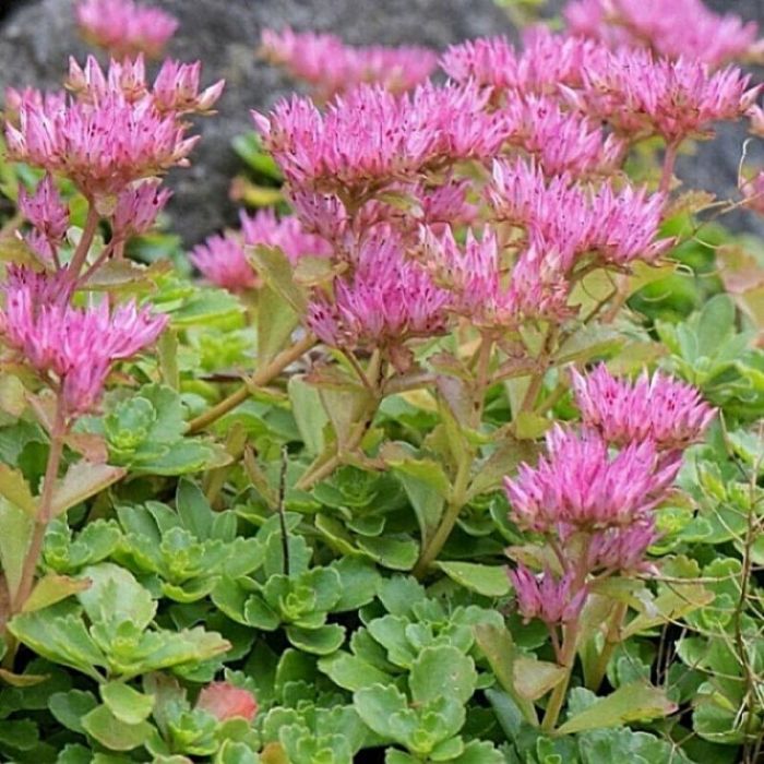 Sedum\u0020spurium\u0020\u0027Coccineum\u0027\u0020\u002D\u0020Fetthenne Sedum\u0020spurium\u0020\u0027Coccineum\u0027\u0020\u002D\u0020Fetthenne