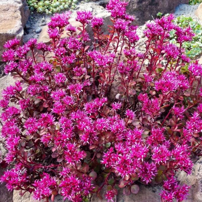 Sedum spurium 'Fuldaglut' - Fetthenne