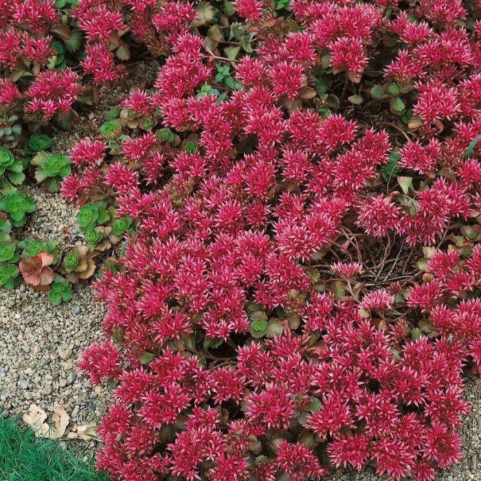 Sedum spurium 'Schorbuser Blut' - Teppich-Fetthenne