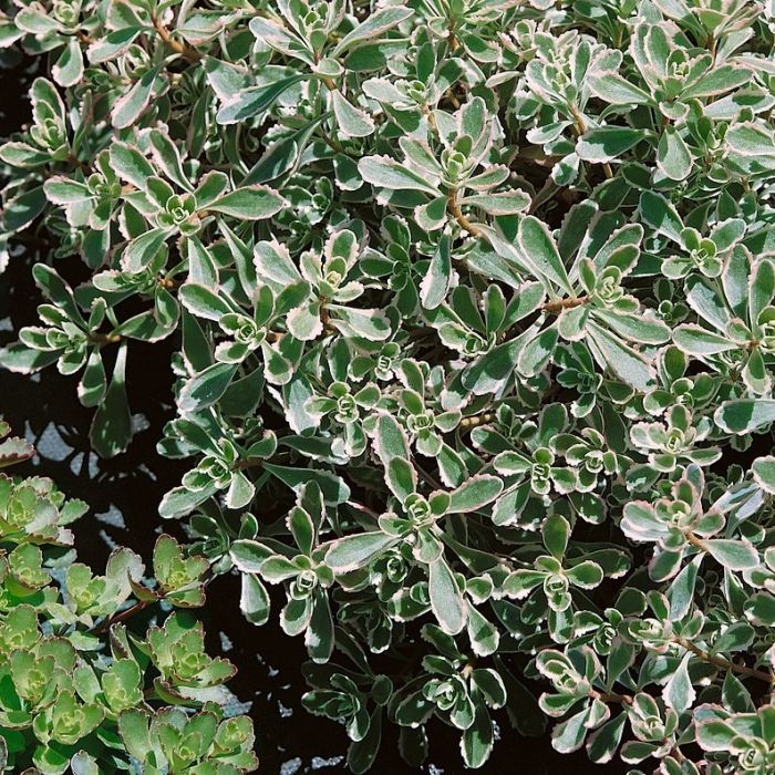 Sedum spurium 'Tricolor' - Fetthenne