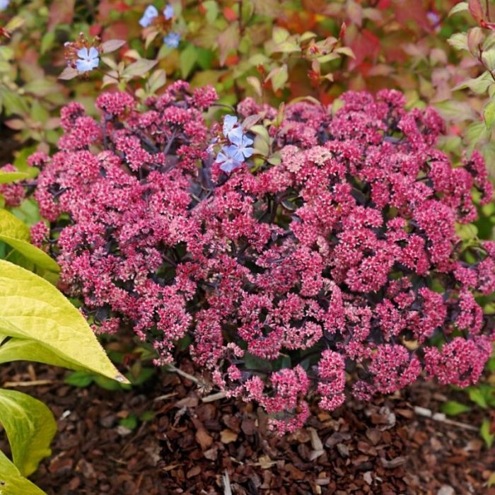 Sedum\u0020telephium\u0020\u0027Seduction\u0020Rose\u0020Soiree\u0027\u0020\u002D\u0020Fetthenne Sedum\u0020telephium\u0020\u0027Seduction\u0020Rose\u0020Soiree\u0027\u0020\u002D\u0020Fetthenne
