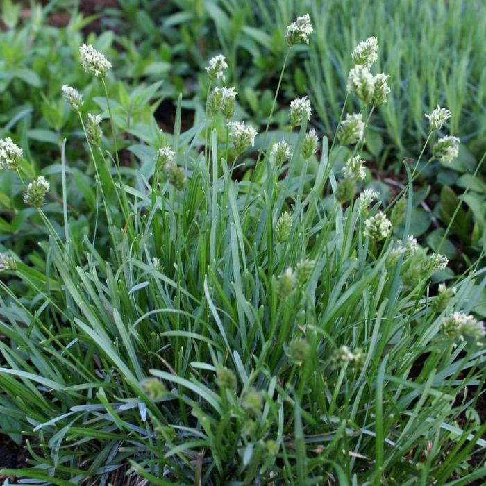 Sesleria\u0020caerulea\u0020\u002D\u0020Blaugras Sesleria\u0020caerulea\u0020\u002D\u0020Blaugras