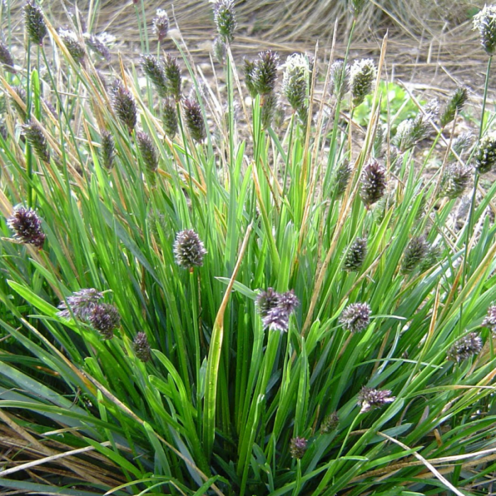 Sesleria\u0020heufleriana\u0020\u002D\u0020Blaugras Sesleria\u0020heufleriana\u0020\u002D\u0020Blaugras
