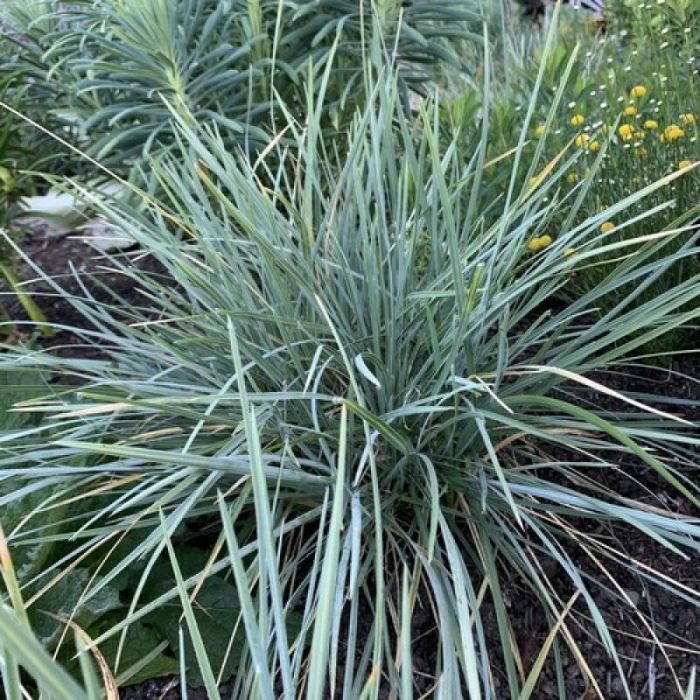 Sesleria\u0020nitida\u0020\u002D\u0020Blaugras Sesleria\u0020nitida\u0020\u002D\u0020Blaugras