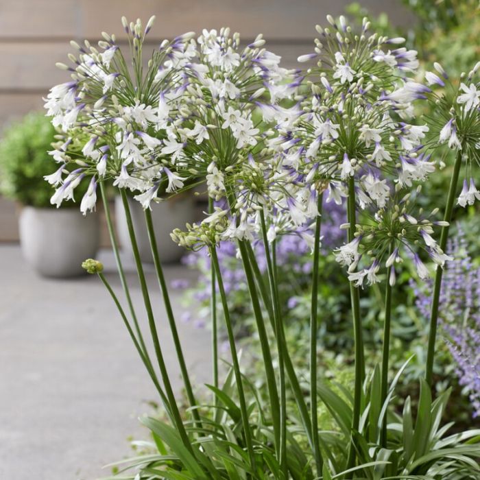 Agapanthus\u0020Fireworks\u0020\u002D\u0020Afrikanische\u0020Schmucklilie Agapanthus\u0020Fireworks\u0020\u002D\u0020Afrikanische\u0020Schmucklilie