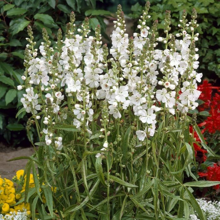 Sidalcea\u0020candida\u0020\u002D\u0020Pr\u00E4riemalve Sidalcea\u0020candida\u0020\u002D\u0020Pr\u00E4riemalve
