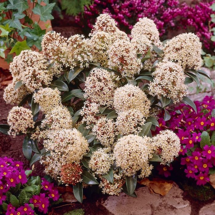 Skimmia\u0020japonica\u0020\u0027Marlot\u0027\u0020\u002D\u0020Skimmie Skimmia\u0020japonica\u0020\u0027Marlot\u0027\u0020\u002D\u0020Skimmie