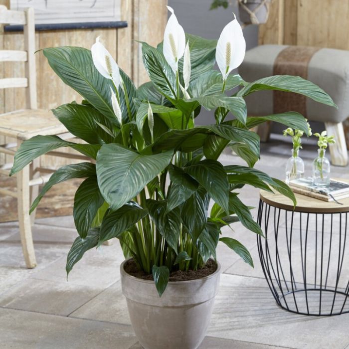 Spathiphyllum\u0020\u0027Sweet\u0020Lauretta\u0027\u0020\u002D\u0020Friedenslilie Spathiphyllum\u0020\u0027Sweet\u0020Lauretta\u0027\u0020\u002D\u0020Friedenslilie