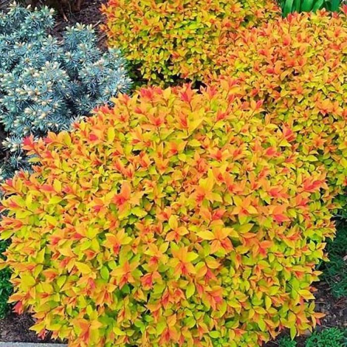 Spiraea\u0020japonica\u0020\u0027Firelight\u0027 Spiraea\u0020japonica\u0020\u0027Firelight\u0027