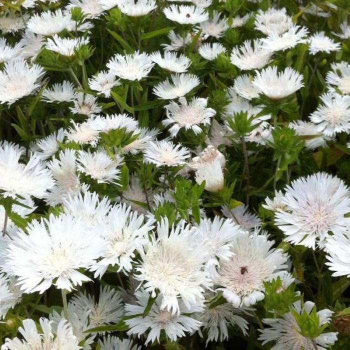 Stokesia\u0020laevis\u0020\u0027Alba\u0027\u0020\u002D\u0020Kornblumenaster Stokesia\u0020laevis\u0020\u0027Alba\u0027\u0020\u002D\u0020Kornblumenaster