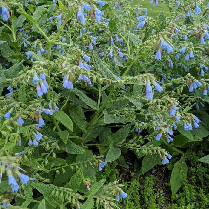 Symphytum\u0020grandiflorum\u0020\u0027Hidcote\u0020Blue\u0027\u0020\u002D\u0020Beinwell Symphytum\u0020grandiflorum\u0020\u0027Hidcote\u0020Blue\u0027\u0020\u002D\u0020Beinwell