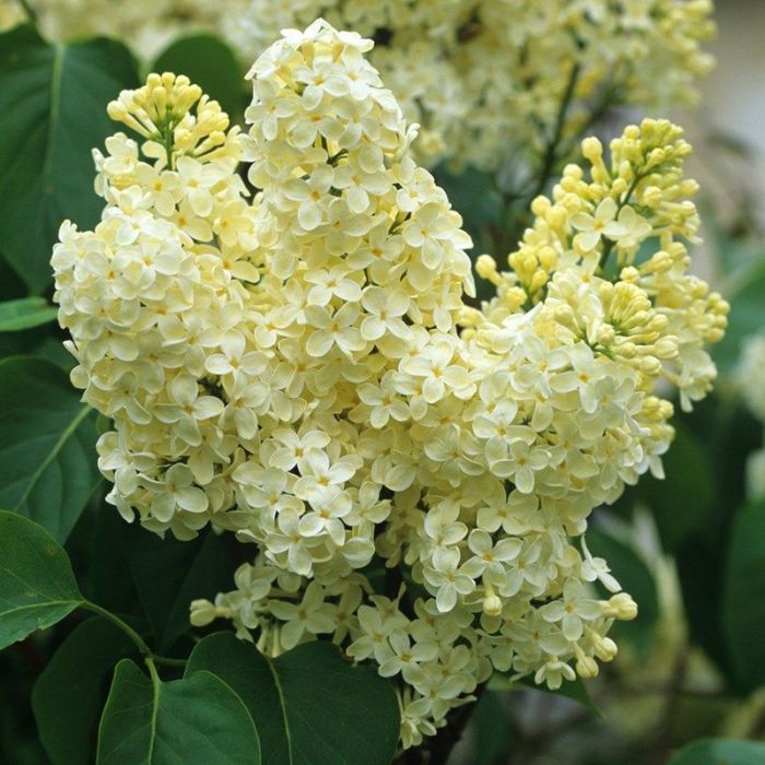 Syringa vulgaris 'Primrose' - Flieder