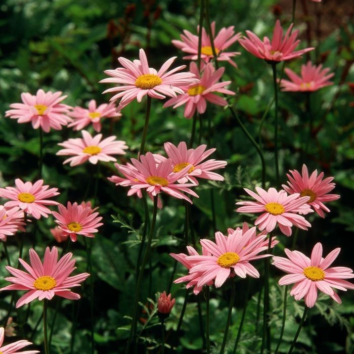 Tanacetum\u0020coccineum\u0020\u0027Robinson\u0027s\u0020Rose\u0027\u0020\u002D\u0020Wucherblume Tanacetum\u0020coccineum\u0020\u0027Robinson\u0027s\u0020Rose\u0027\u0020\u002D\u0020Wucherblume