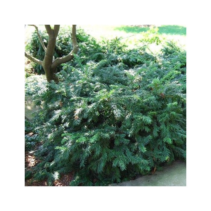 Taxus\u0020baccata\u0020\u0027Repandens\u0027\u0020\u002D\u0020Eibe Taxus\u0020baccata\u0020\u0027Repandens\u0027\u0020\u002D\u0020Eibe