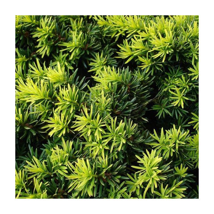 Eibe gelb  Taxus baccata 'Summergold' kaufen? | Grnes Paradies