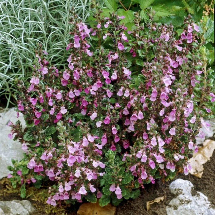 Teucrium\u0020chamaedrys\u0020\u002D\u0020Gamander Teucrium\u0020chamaedrys\u0020\u002D\u0020Gamander
