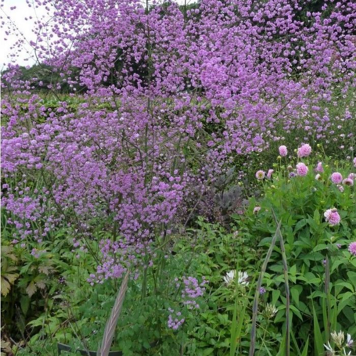 Thalictrum delavayi - Wiesenraute Thalictrum delavayi - Wiesenraute