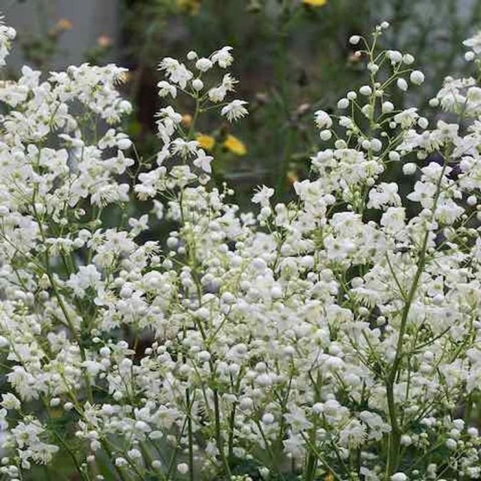 Thalictrum delavayi 'Album' - Wiesenraute