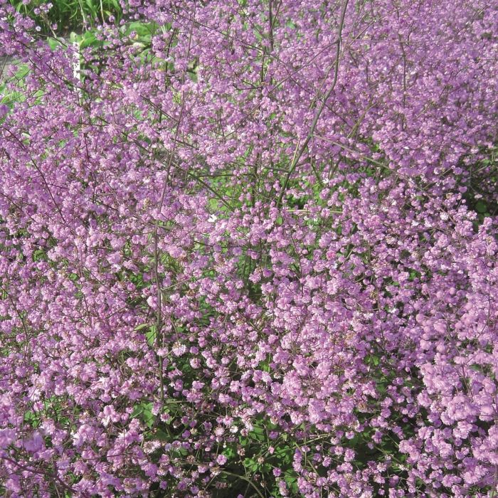 Thalictrum delavayi 'Hewitt's Double' - Wiesenraute
