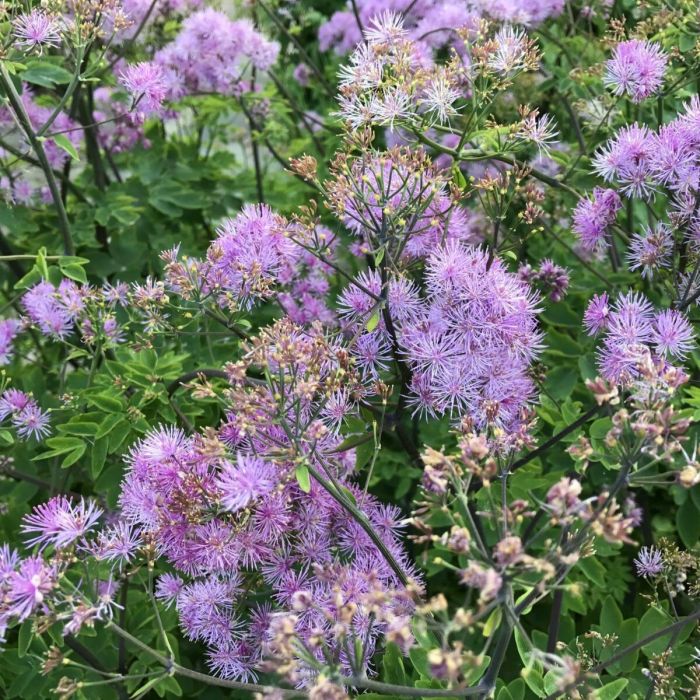 Thalictrum 'Elin' - Wiesenraute