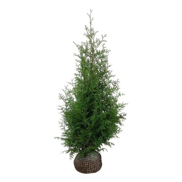 young living thuja Buy 100% Pure Thuja Essential Oil in Bulk & Retail – Sva Naturals main image 0