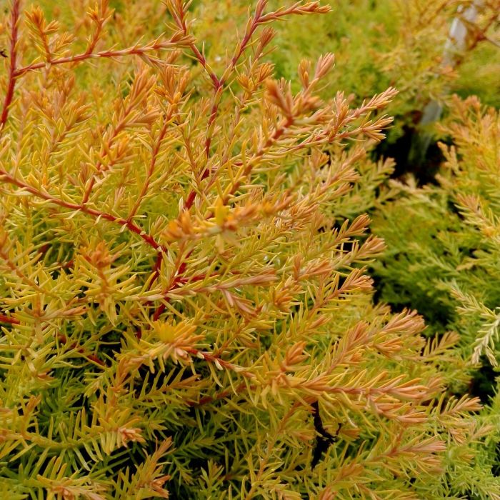 Thuja\u0020occidentalis\u0020\u0027Rheingold\u0027\u0020\u002D\u0020Lebensb\u00E4ume\u0020 Thuja\u0020occidentalis\u0020\u0027Rheingold\u0027\u0020\u002D\u0020Lebensb\u00E4ume\u0020