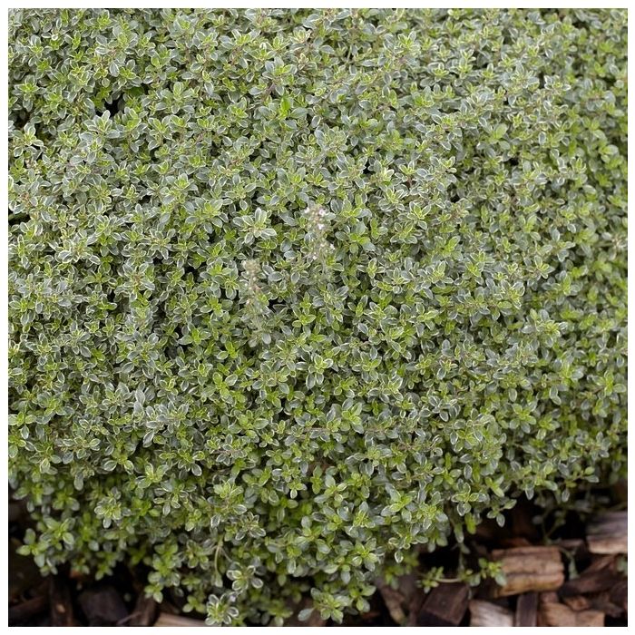 Thymus\u0020citriodorus\u0020\u0027Silver\u0020Queen\u0027\u0020\u002D\u0020Thymian Thymus\u0020citriodorus\u0020\u0027Silver\u0020Queen\u0027\u0020\u002D\u0020Thymian