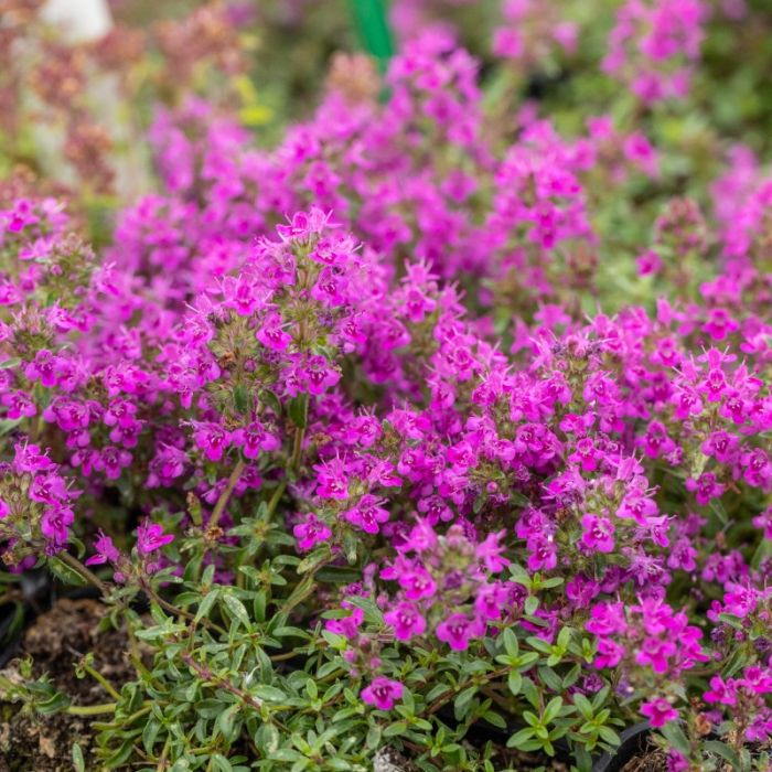 Thymus praecox 'Purple Beauty' - Polsterthymian Thymus praecox 'Purple Beauty' - Polsterthymian
