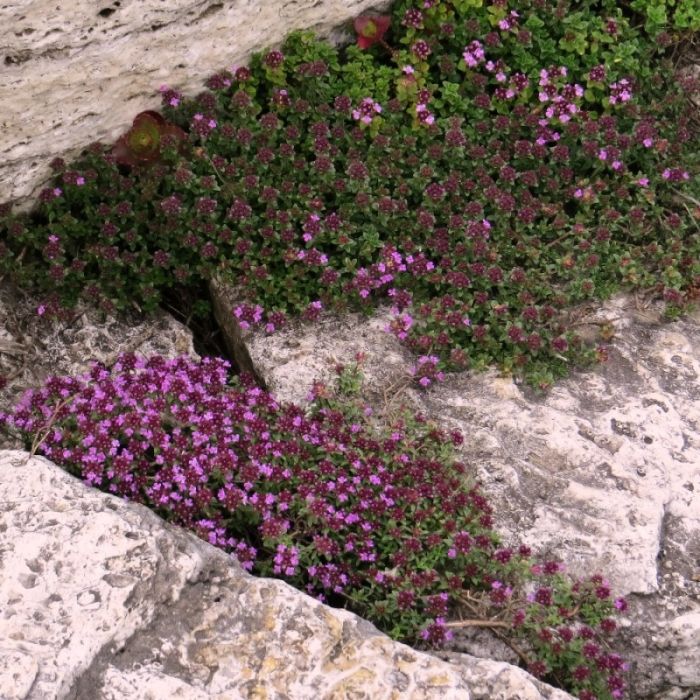 Thymus\u0020praecox\u0020\u0027Red\u0020Carpet\u0027 Thymus\u0020praecox\u0020\u0027Red\u0020Carpet\u0027