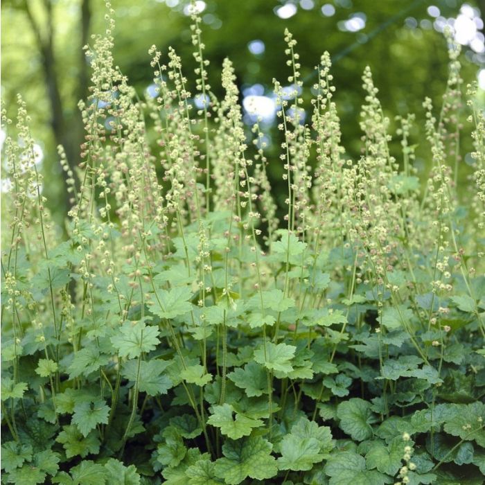 Tiarella\u0020cordifolia\u0020\u002D\u0020Schaumbl\u00FCte Tiarella\u0020cordifolia\u0020\u002D\u0020Schaumbl\u00FCte