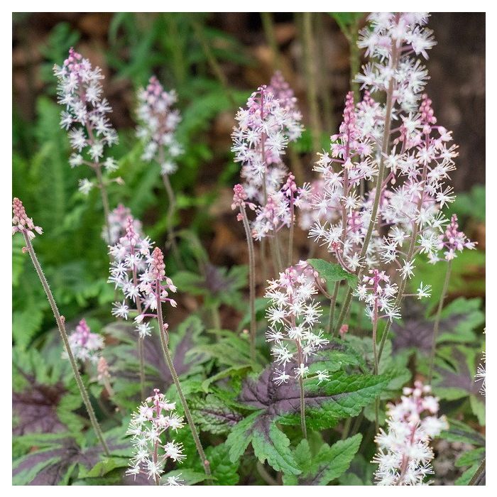 Tiarella 'Sugar and Spice' - Schaumblüte Tiarella 'Sugar and Spice' - Schaumblüte