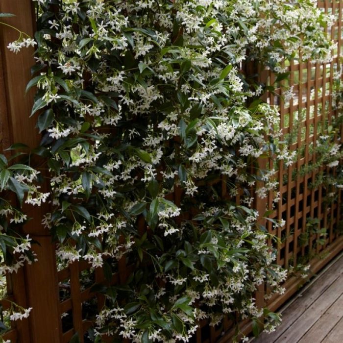 hoya australis variegata Hoya australis 'Lisa'