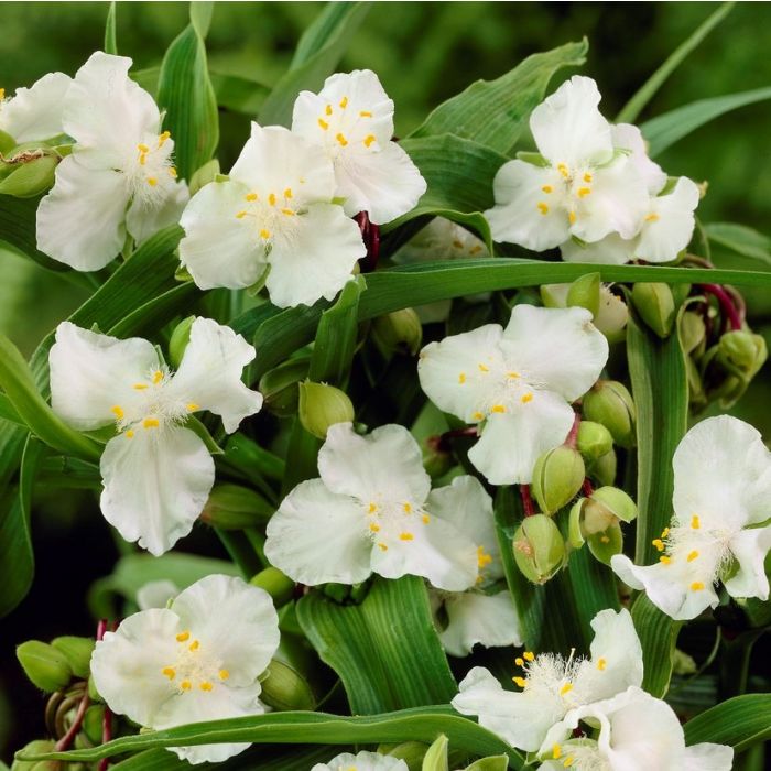 Tradescantia\u0020andersoniana\u0020\u0027Innocence\u0027\u0020\u002D\u0020Dreimasterblume Tradescantia\u0020andersoniana\u0020\u0027Innocence\u0027\u0020\u002D\u0020Dreimasterblume