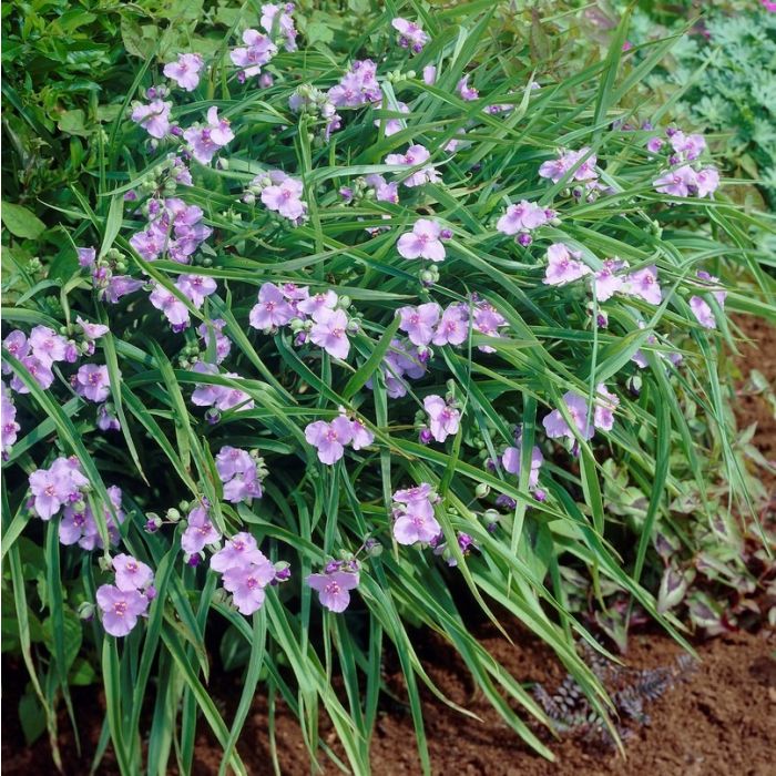 Tradescantia\u0020andersoniana\u0020\u0027Little\u0020Doll\u0027\u0020\u002D\u0020Dreimasterblume Tradescantia\u0020andersoniana\u0020\u0027Little\u0020Doll\u0027\u0020\u002D\u0020Dreimasterblume