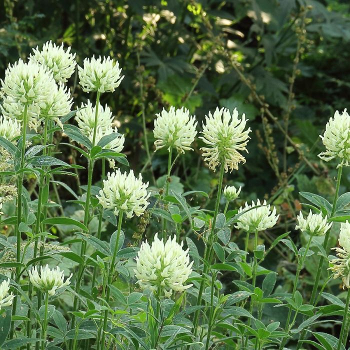 Trifolium\u0020ochroleucon\u0020\u002D\u0020Klee Trifolium\u0020ochroleucon\u0020\u002D\u0020Klee