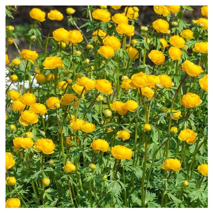 Trollius\u0020chinensis\u0020\u0027Golden\u0020Queen\u0027\u0020\u002D\u0020Trollblume Trollius\u0020chinensis\u0020\u0027Golden\u0020Queen\u0027\u0020\u002D\u0020Trollblume