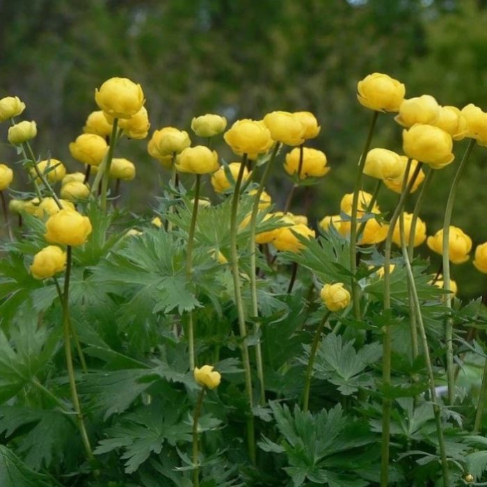 Trollius\u0020europaeus\u0020\u002D\u0020Trollblume Trollius\u0020europaeus\u0020\u002D\u0020Trollblume