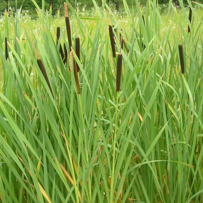 Typha\u0020latifolia\u0020\u002D\u0020Rohrkolben Typha\u0020latifolia\u0020\u002D\u0020Rohrkolben