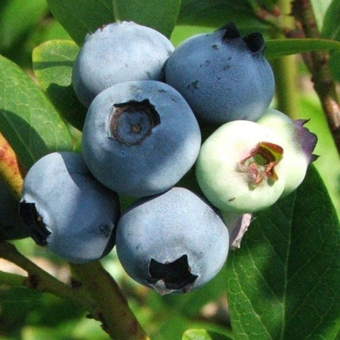 Vaccinium corymbosum 'Bluegold' - Heidelbeere Vaccinium corymbosum 'Bluegold' - Heidelbeere